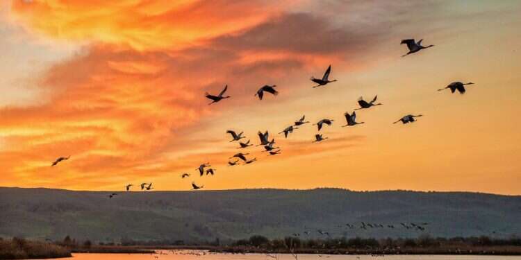 אגמון החולה. צילום: שאטרסטוק מחקר: יותר ממיליארד ציפורים מתות מפגיעה בבניינים בארה"ב מדי שנה