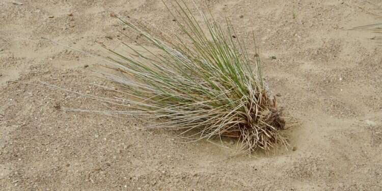 צילום: שאטרסטוק יבש חורף אין גשם