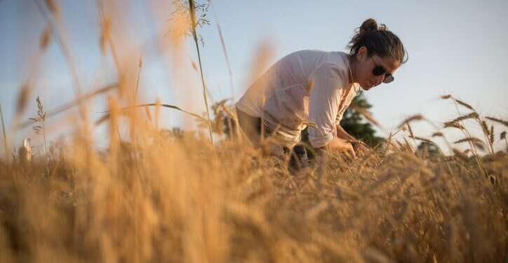 החיטה צמחה שוב: פרידה ממחברת שיר הקינה והנחמה של קיבוץ בית השיטה