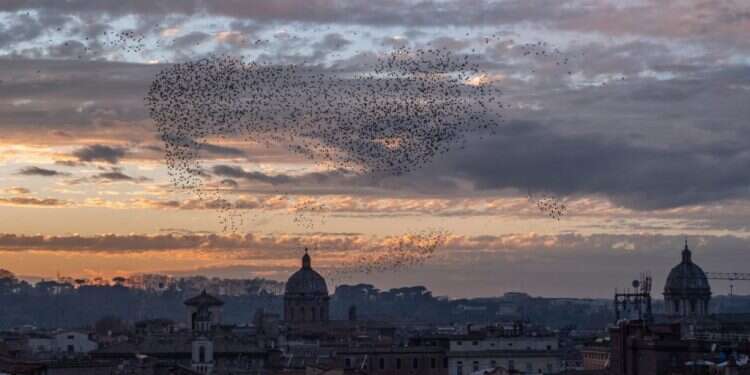 כשהקסם של הזרזירים בשמיים מסתיים, הם ממיטים הרס על העיר