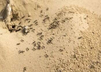 חוש הריח של נמלים כל כך טוב, שהן יכולות להריח חולי סרטן