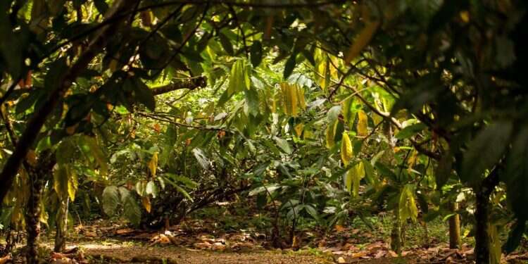 כמה פולי קקאו דרושים להכנת קילו אחד של שוקולד?