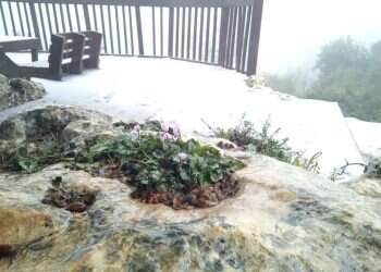 כפר עציון הבוקר. צילום: אמיתי דוקוב הרי גוש עציון נצבעו לבן, הנחלים ביו"ש זורמים בעוצמה: צפו בתיעוד