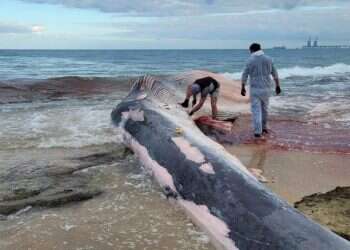 תיעוד: פגר עצום של גורת לוויתן נסחף לחופי ישראל