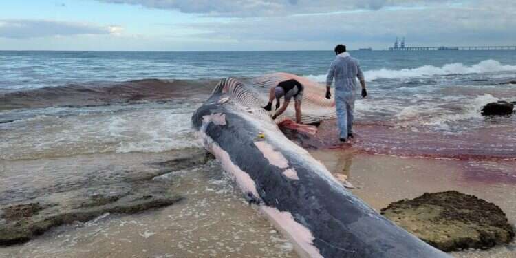 תיעוד: פגר עצום של גורת לוויתן נסחף לחופי ישראל