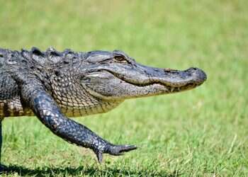 תנין המום וקופא מקור: תושבי ניו יורק גילו אורח אורח בלתי צפוי בפארק בעיר