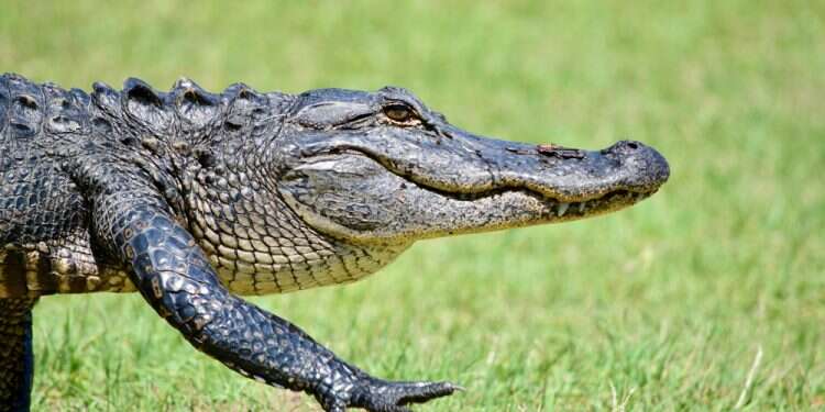 תנין. צילום: שאטרסטוק תנין המום וקופא מקור: תושבי ניו יורק גילו אורח אורח בלתי צפוי בפארק בעיר