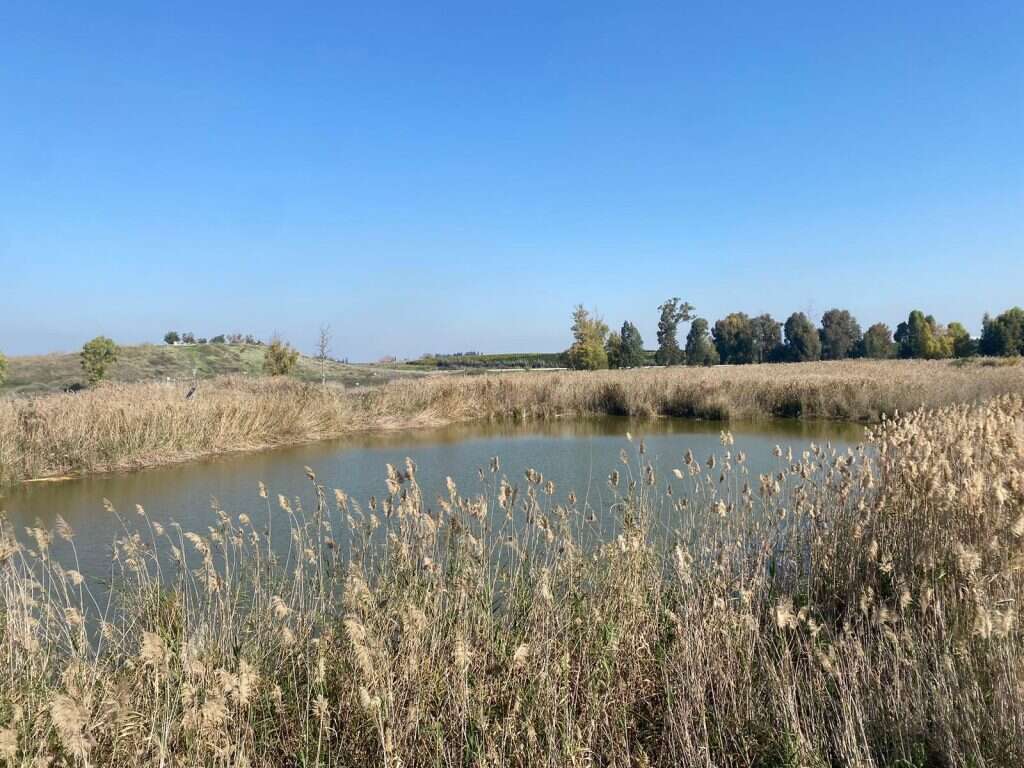 שמורת עיינות גיבתון. צילום: מרכז סיור ולימוד בשבילוד