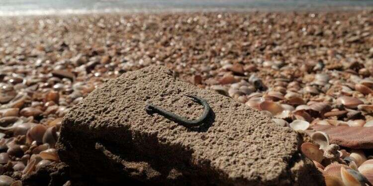 קרס הנחושת מהקדומים בעולם- יתכן ששימש לציד כרישים. צילום: אמיל אלג'ם, רשות העתיקות  בן כ-6,000 שנה: התגלה קרס דיג מנחושת מהקדומים הידועים בעולם