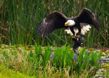  חייהם הסודיים של בעלי החיים