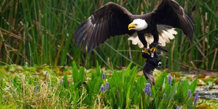 צילום: AFP  חייהם הסודיים של בעלי החיים