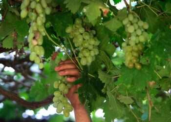 עבור בית המקדש: ניסוי בדק כיצד ניתן לגדל את היין המשובח ביותר