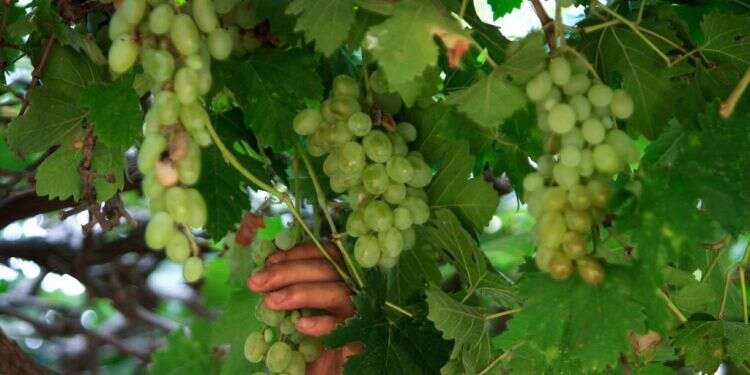 עבור בית המקדש: ניסוי בדק כיצד ניתן לגדל את היין המשובח ביותר