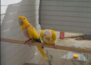 ציפורים בשווי עשרות אלפי שקלים שאסורות בהחזקה פרטית נתפסו בשפרעם