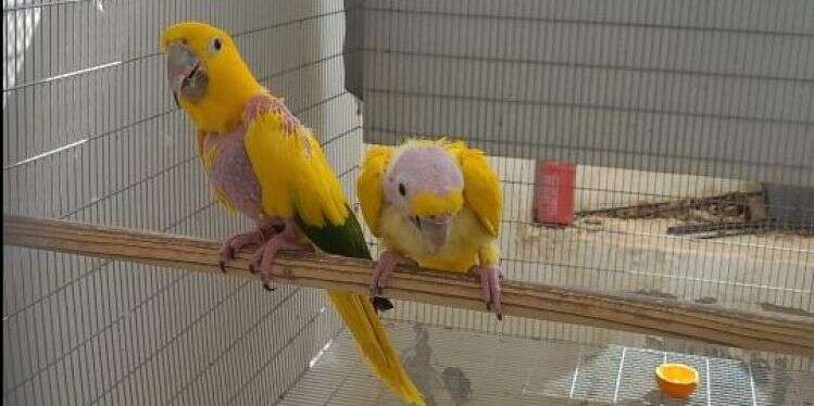 ציפורים בשווי עשרות אלפי שקלים שאסורות בהחזקה פרטית נתפסו בשפרעם