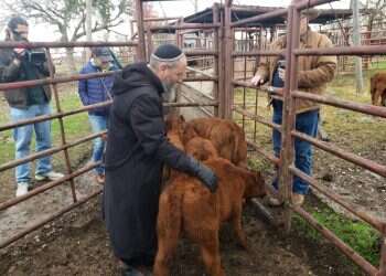 "ידענו שהזנב הוא נקודת התורפה": בעיות הכשרות בפרות האדומות שיוצגו לציבור החל מפסח