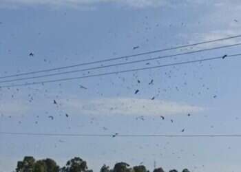 תיעוד: להקה עצומה של חסידות לבנות עצרה בישראל בדרכה לאירופה