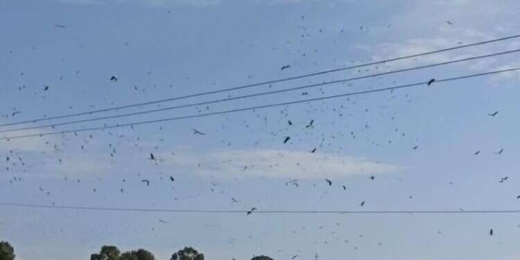 תיעוד: להקה עצומה של חסידות לבנות עצרה בישראל בדרכה לאירופה