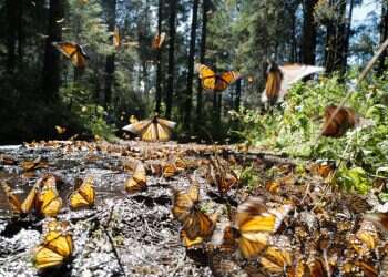 שומרים על הבית פרפרים