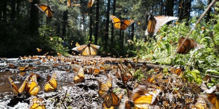 שומרים על הבית פרפרים