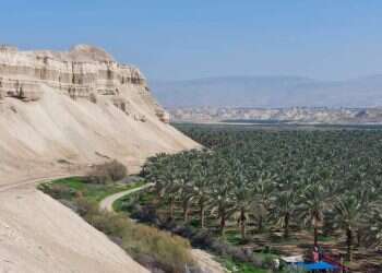 כנר על הגג ועכו העתיקה: הפעילויות והחוויות המומלצות לחול המועד
