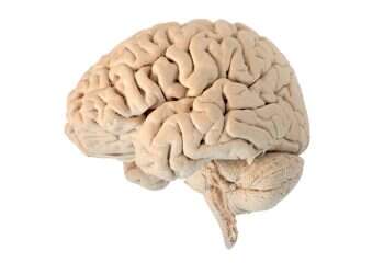 ההיסטוריה המצמררת של אוסף המוחות הגדול בעולם