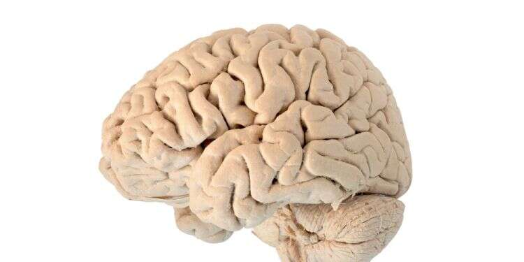מוח. צילום: שאטרסטוק ההיסטוריה המצמררת של אוסף המוחות הגדול בעולם