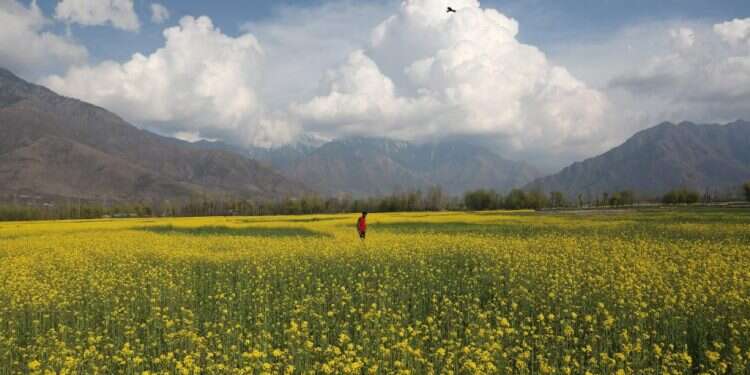קיץ אביב פריחה פרחים עננים חבל קשמיר