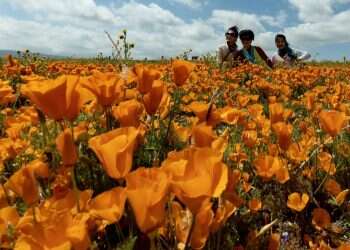 אחרי חורף גשום במיוחד: "פריחת על" צובעת את קליפורניה