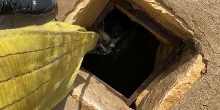 צפו: עוף דורס חולץ מבור מים לאחר שהתמלא במי גשמים