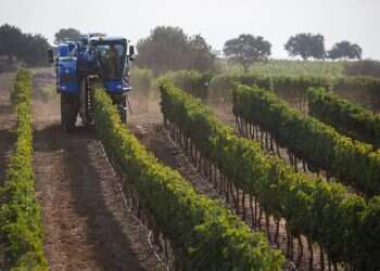 היינות הלבנים והמפתיעים שיעשו לכם את האביב