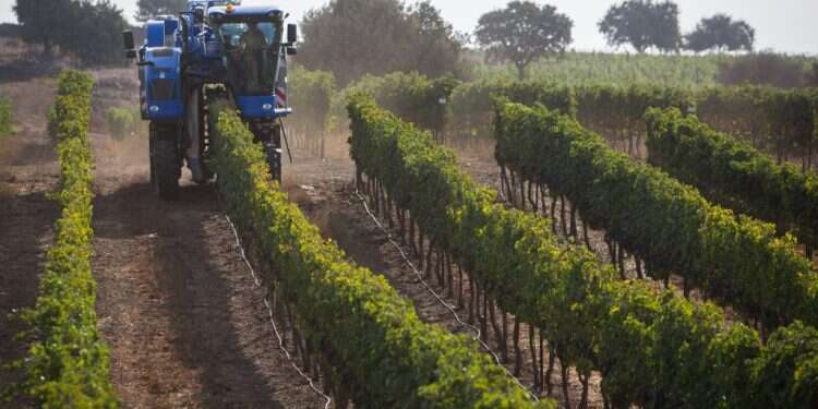 היינות הלבנים והמפתיעים שיעשו לכם את האביב