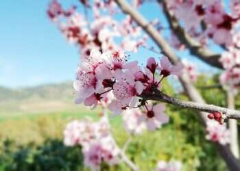 איפה נמצא בית קברות לכלבים ועוד תשע שאלות