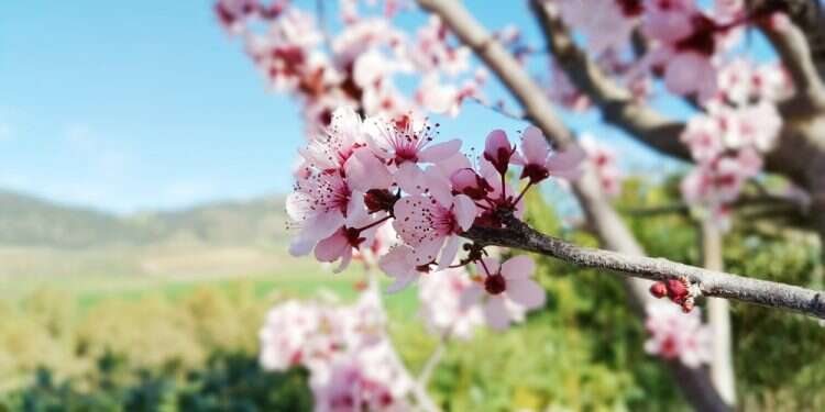 איפה נמצא בית קברות לכלבים ועוד תשע שאלות