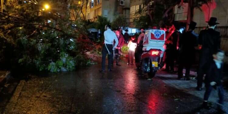 עץ שקרס בבני ברק, הלילה. צילום: איחוד הצלה הצפות, שיטפונות ובורות בכביש: פגעי מזג האוויר הקיצוני