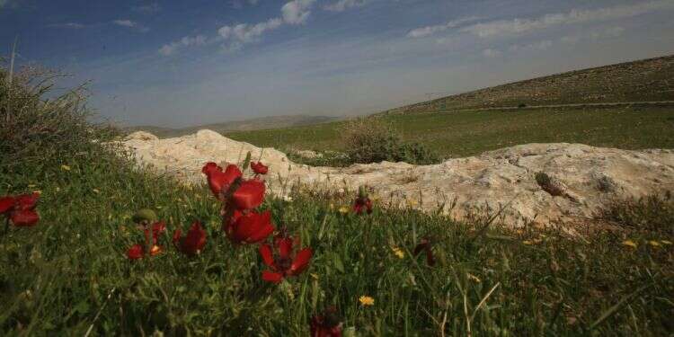 פרחים בבקעת הירדן. צילום: מרים צחי אביב הגיע פסח בא: התחממות לקראת החג | תחזית מזג האוויר