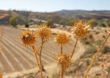 התחממות הדרגתית, בהמשך השבוע – שרב: תחזית מזג האוויר