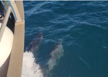 אורחים לליל הסדר: תיעוד משמח של דולפינים בחוף הבונים