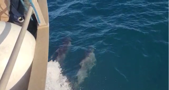 הדולפינים. צילום: איליה בסקין וזיו נדר, רשות הטבע והגנים אורחים לליל הסדר: תיעוד משמח של דולפינים בחוף הבונים