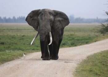 150 סיירים ו-4 פילים מאולפים לכדו פיל שהרג שישה בני אדם