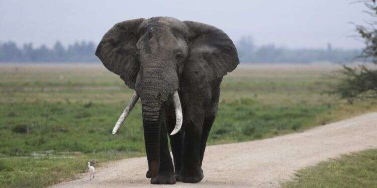 פיל, אילוסטרציה. צילום: חיים שוחט/פלאש 90 150 סיירים ו-4 פילים מאולפים לכדו פיל שהרג שישה בני אדם