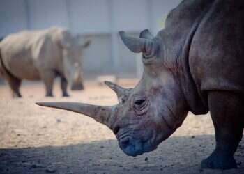 קרנפים, אילוסטרציה. צילום: משה שי/פלאש 90 התרחץ בתעלה בכלוב הקרנפים, יצא בשלום ונעצר על ידי המשטרה