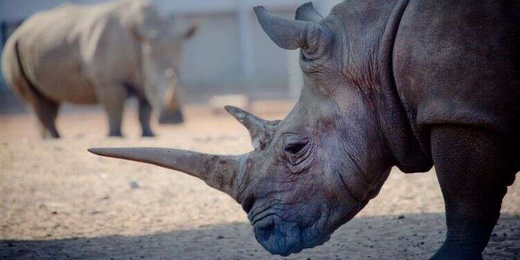 קרנפים, אילוסטרציה. צילום: משה שי/פלאש 90 התרחץ בתעלה בכלוב הקרנפים, יצא בשלום ונעצר על ידי המשטרה