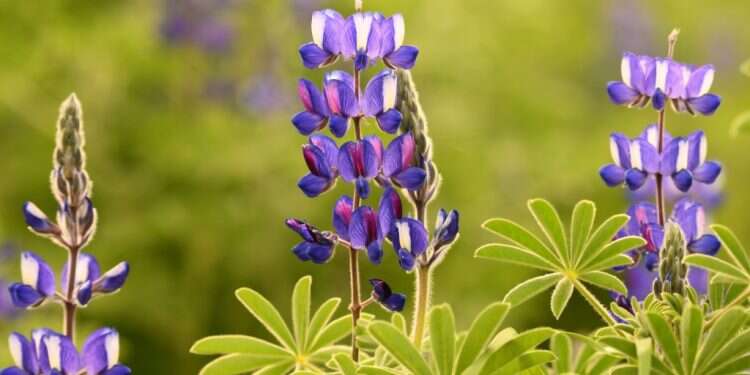 המדרש דורש לחוס על כבודו של התורמוס הצנוע והדל. תורמוסים בגדרה. צילום: מנדי הכטמן, פלאש 90
