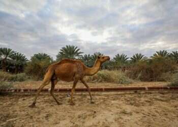 שרבי עם רוחות מזרחיות, בהמשך השבוע – הקלה | תחזית מזג האוויר