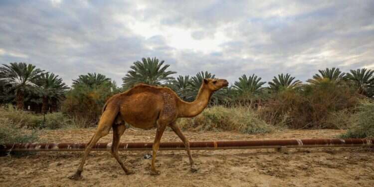 צילום: Jamal Awad/Flash90 שרבי עם רוחות מזרחיות, בהמשך השבוע – הקלה | תחזית מזג האוויר