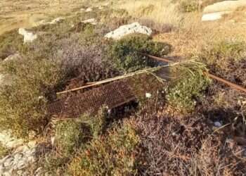 מאה עצים נעקרו במטע זיתים יהודי בהר חברון