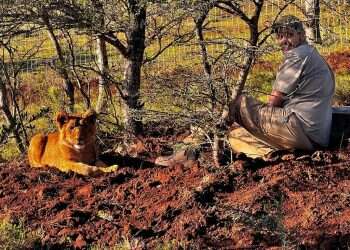 צילום: ניקול בנג'מין פינק לאחר שיקום בספארי: ההתחלה החדשה של גור האריות שהוחזק אצל עבריינים