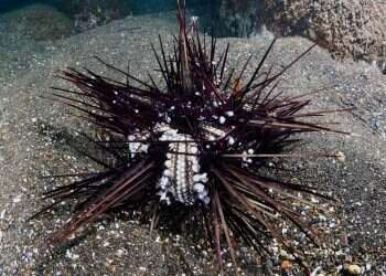 המגפה שחיסלה את קיפודי הים השחורים מאיימת על מפרץ אילת כולו