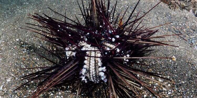 קיפוד גוסס. צילום: דוברות אוניברסיטת תל אביב המגפה שחיסלה את קיפודי הים השחורים מאיימת על מפרץ אילת כולו